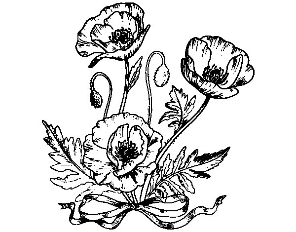 Coloriage d'un coquelicot en pleine floraison
