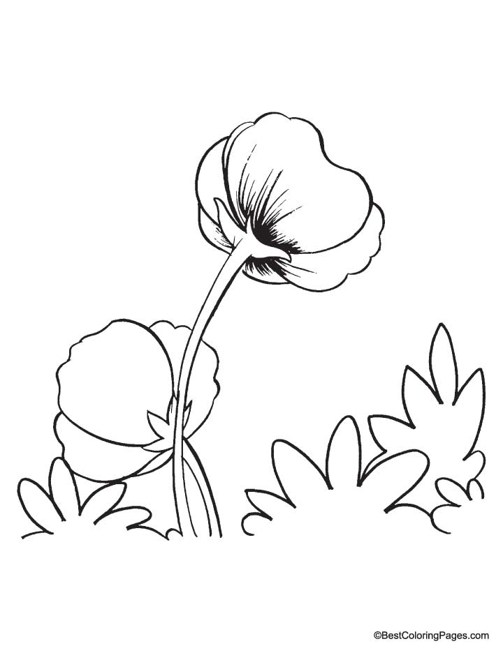 Coloriage d'un coquelicot en pleine floraison avec des feuilles