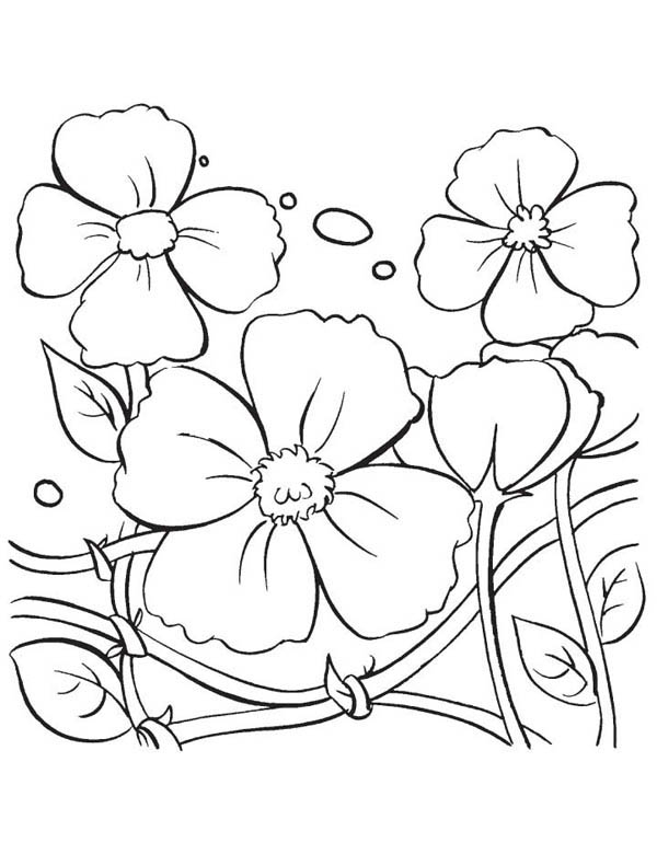 Coloriage d'un coquelicot en pleine floraison sur un fond simple
