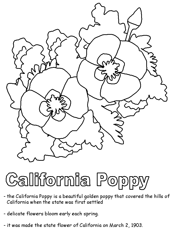 Coloriage d'un coquelicot en pleine floraison sur fond simple