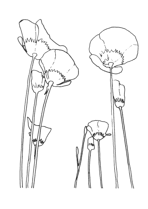 Coloriage Coquelicot #32391 à imprimer