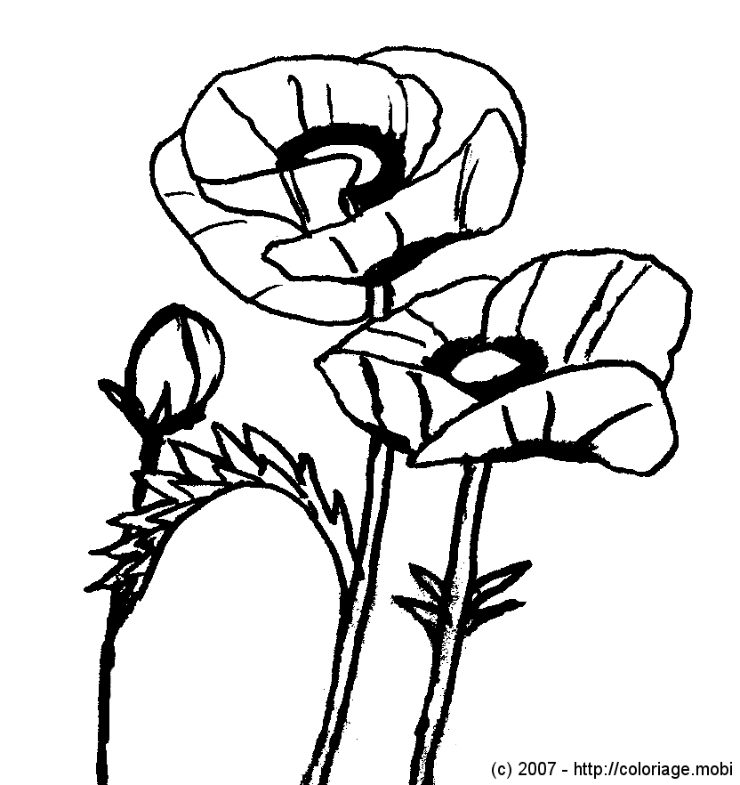 Coloriage d'un coquelicot en pleine floraison avec ses tiges et feuilles