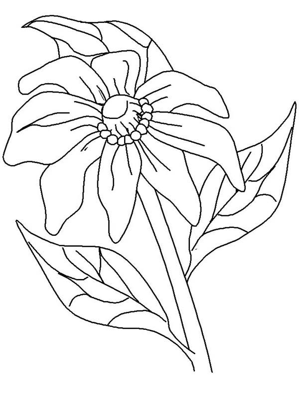 Coloriage d'un coquelicot en pleine floraison sur fond de feuillage