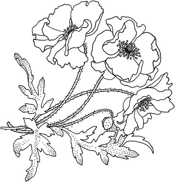 Coloriage de coquelicot avec détails floraux