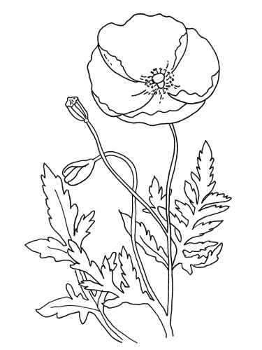 Coloriage d'un coquelicot épanoui sur un fond simple