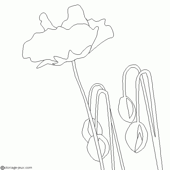 Coquelicot en fleurs sur fond naturel