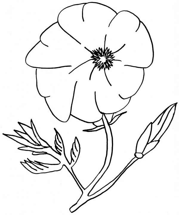 Coloriage d'un coquelicot dans un champ verdoyant