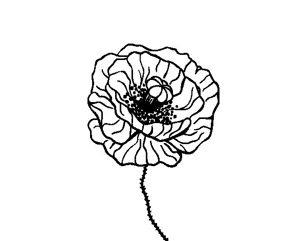 Un coquelicot en fleurs sur fond de verdure