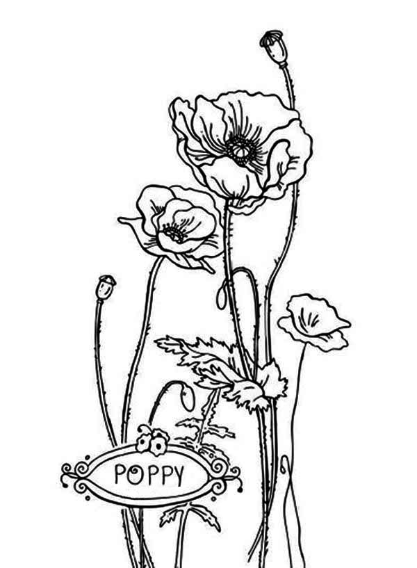 Coloriage d'un coquelicot épanoui sur fond simple