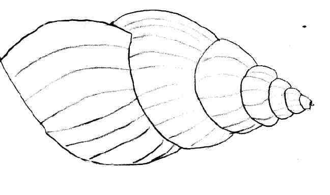 Coloriage d'un coquillage sur le sable avec des détails marins