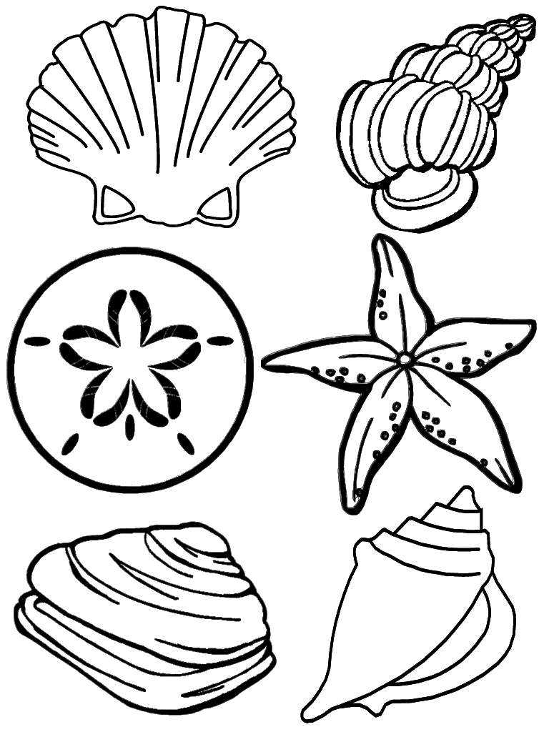 Coquillage détaillé sur fond blanc à colorier
