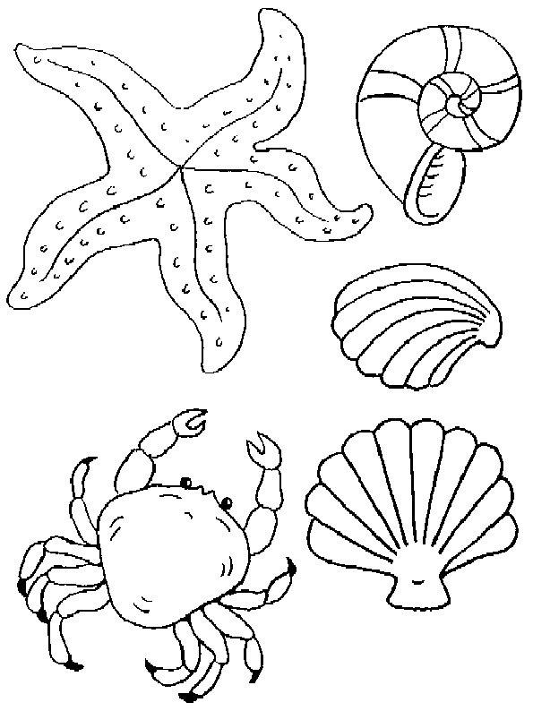 Coloriage d'un coquillage sur fond marin