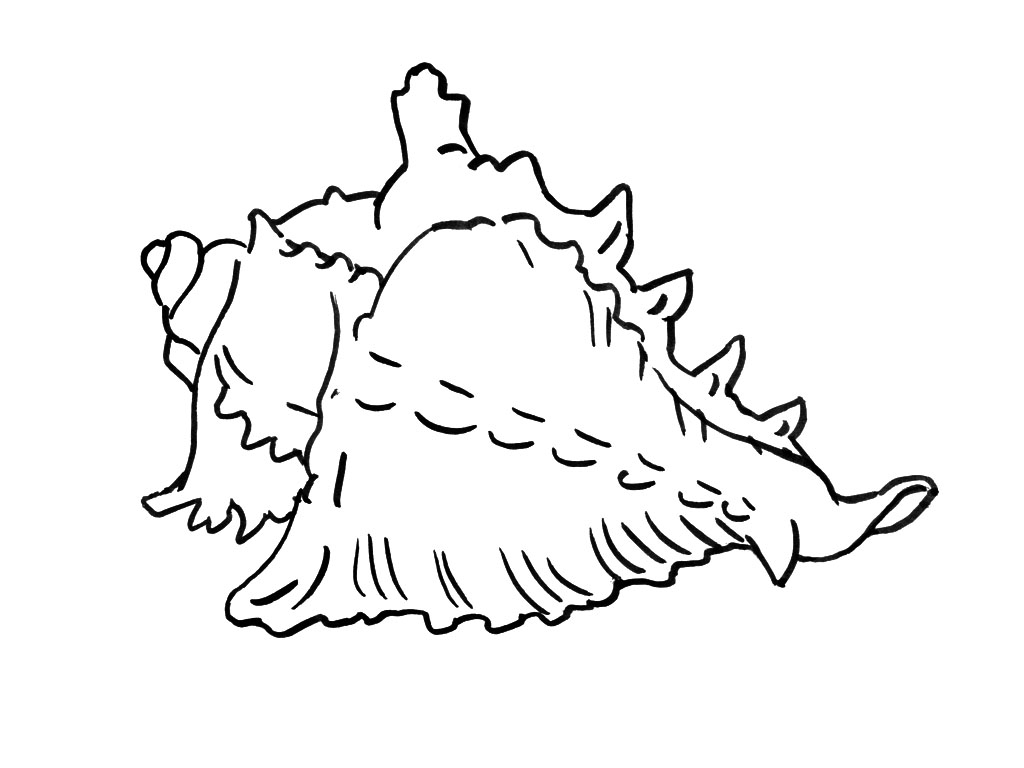 Coloriage d'un coquillage sur fond de sable