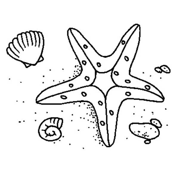Coloriage d'un coquillage sur un fond simple