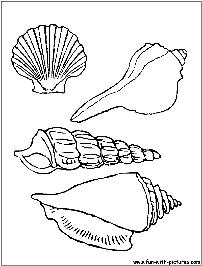 Coloriage d'un coquillage sur un fond simple