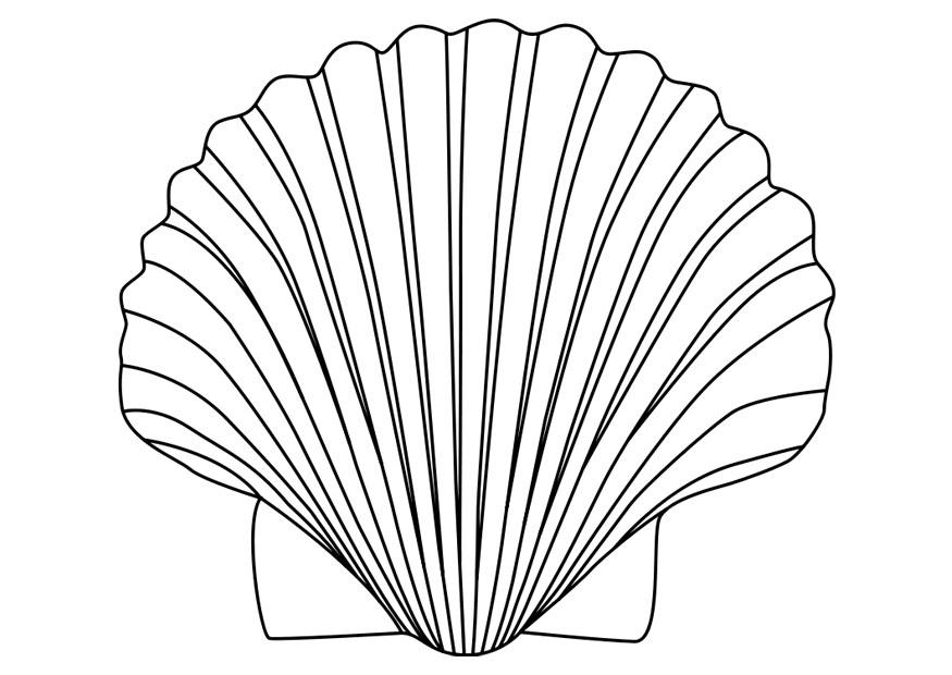 Coloriage d'un coquillage détaillé sur fond blanc