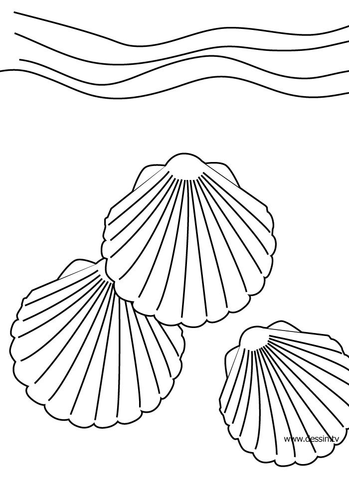 Coloriage d'un coquillage sur un fond simple