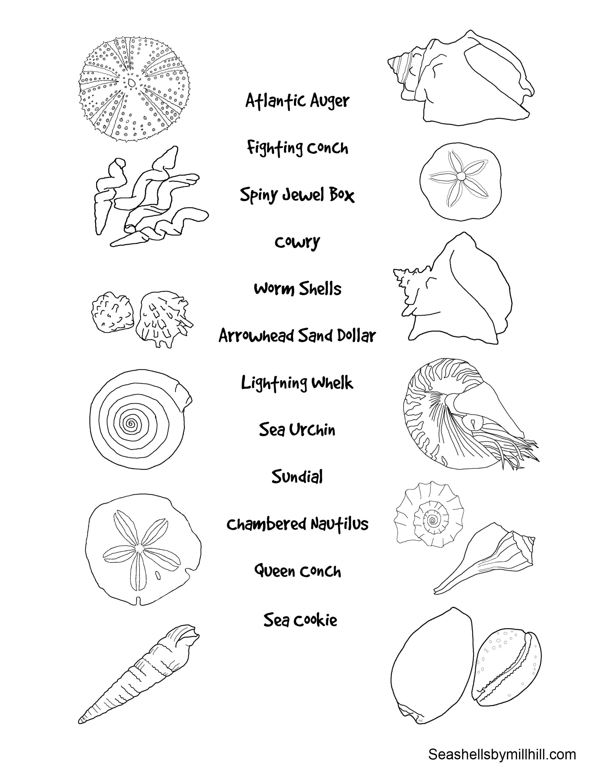 Coloriage d'un coquillage orné sur fond de motifs marins