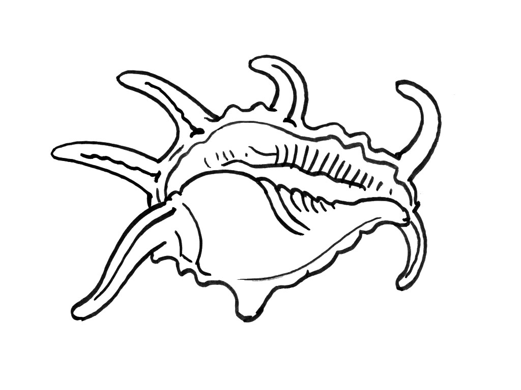 Coloriage d'un coquillage sur fond de vagues stylisées