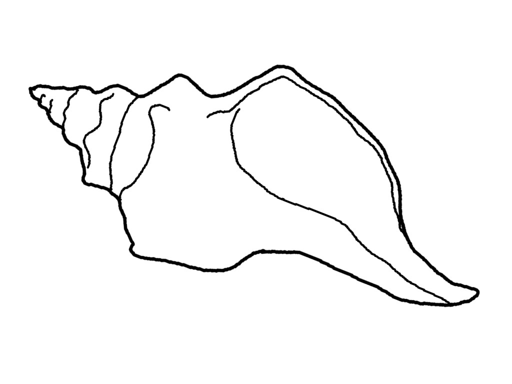 Coloriage d'un coquillage sur un fond marin