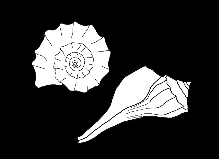 Coloriage d'un coquillage avec motifs détaillés sur fond simple