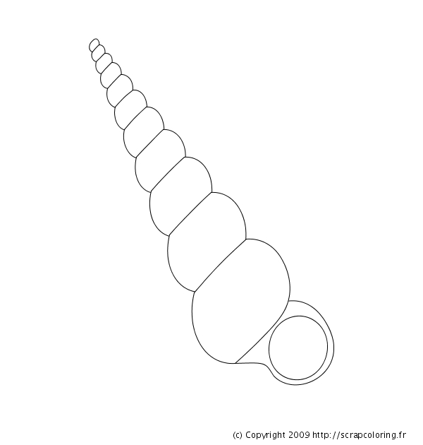 Coloriage d'un coquillage sur un fond texturé