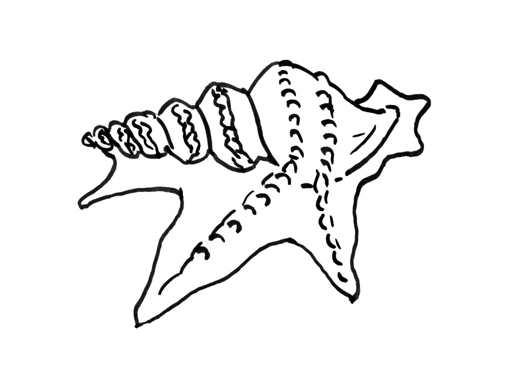Coloriage d'un coquillage en bord de mer