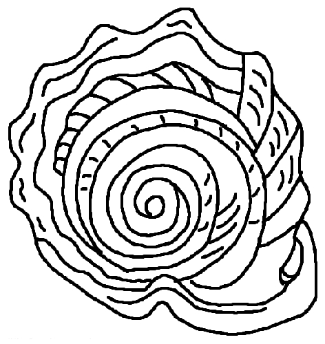 Coloriage d'un coquillage sur fond texturé