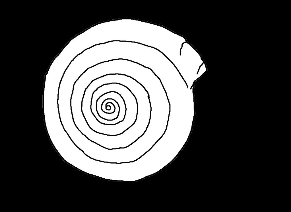 Coloriage d'un coquillage sur une surface texturée