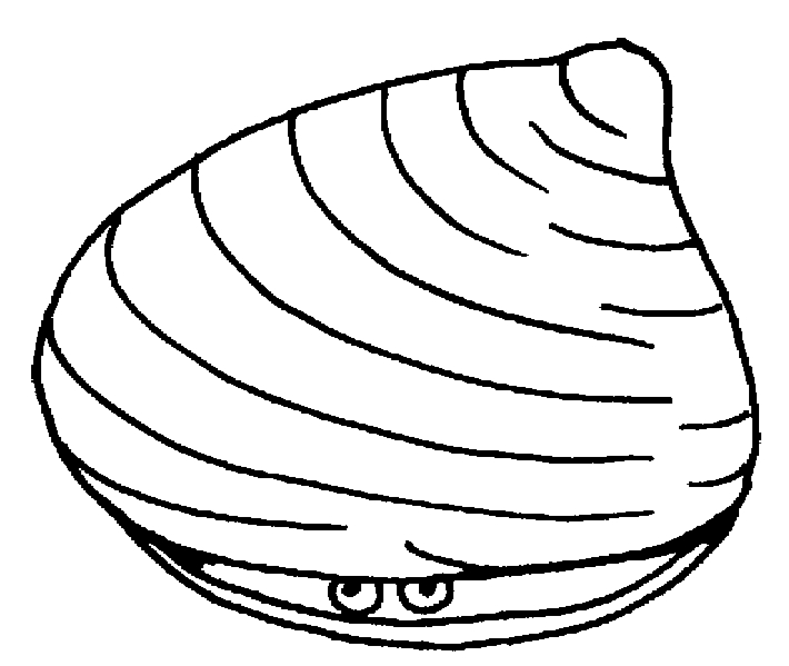Coloriage d'un coquillage sur un fond simple