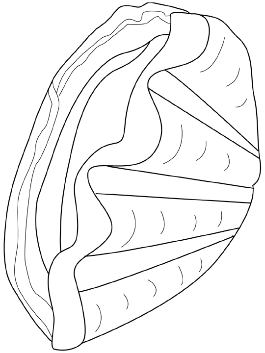 Coloriage Coquillage #32481 à imprimer Coloriage Coquillage #32481 à imprimer