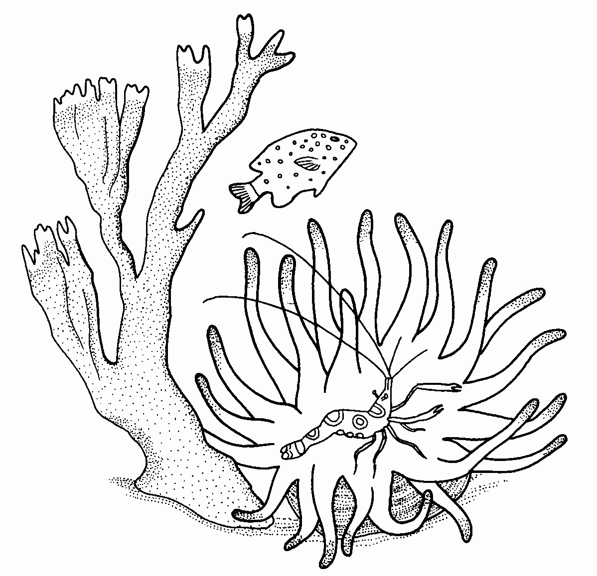 Coloriage d'un corail vibrant avec des détails marins