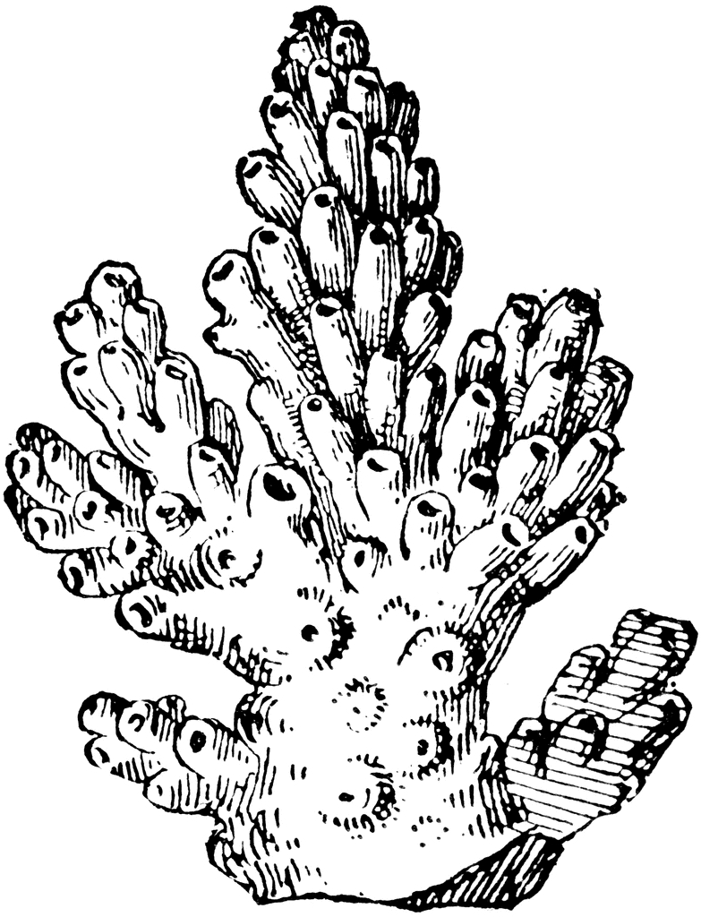 Coloriage d'un corail détaillé avec ses textures et formes