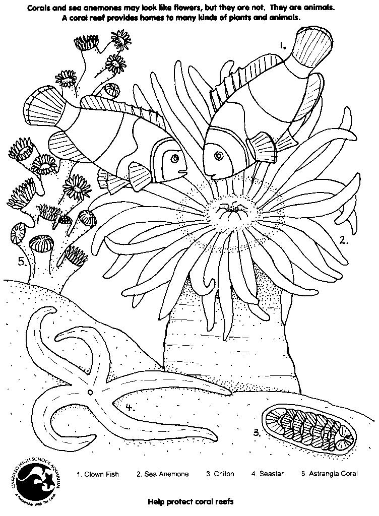Coloriage d'un corail dans son habitat marin