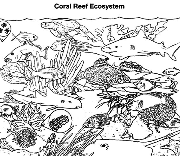 Coloriage Corail #32504 à imprimer Coloriage Corail #32504 à imprimer