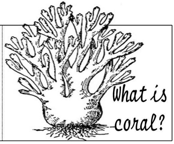 Coloriage d'un corail vibrant dans son habitat marin