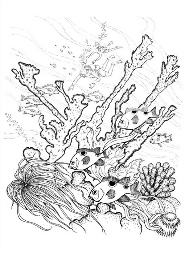 Un corail vibrant entouré de détails marins