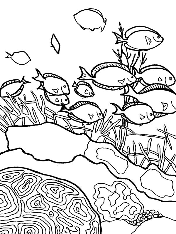 Coloriage d'un corail dans son habitat marin