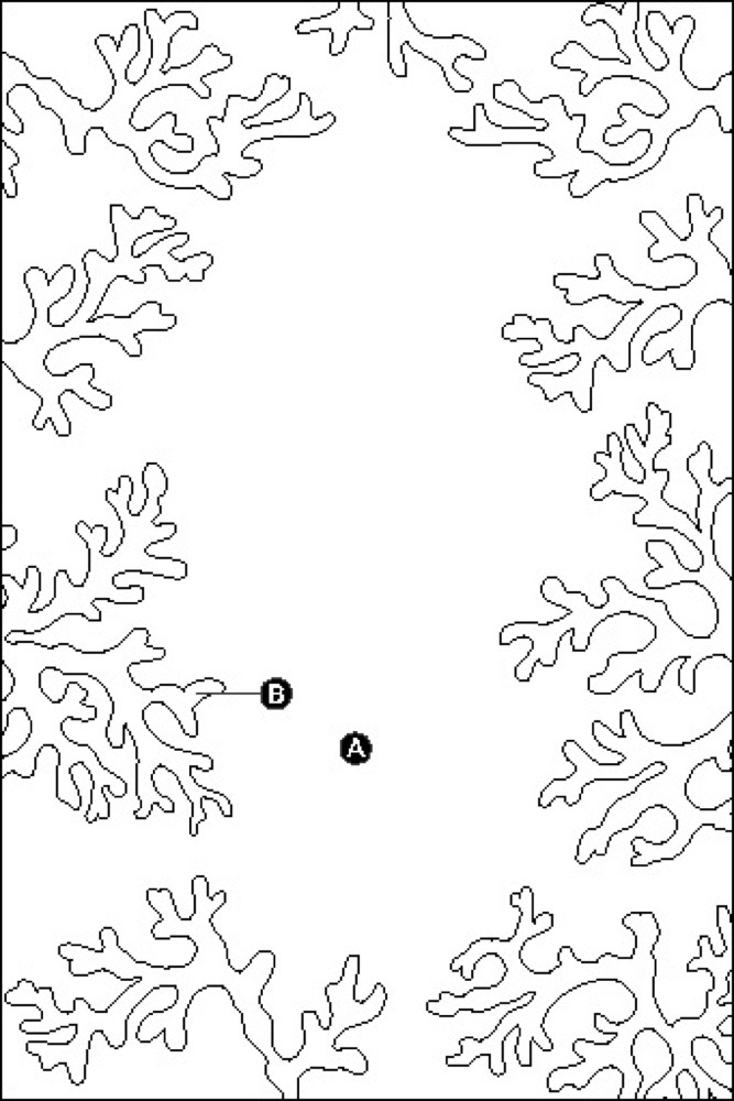 Coloriage d'un corail entouré de détails marins