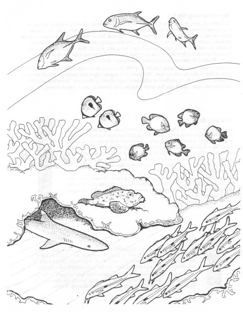 Coloriage d'un corail majestueux dans un environnement marin