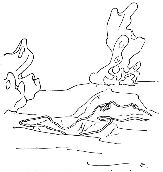 Coloriage de corail vibrant et riche en détails marins