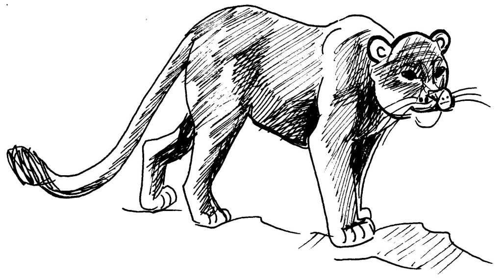 Coloriage d'un cougar majestueux en pleine nature