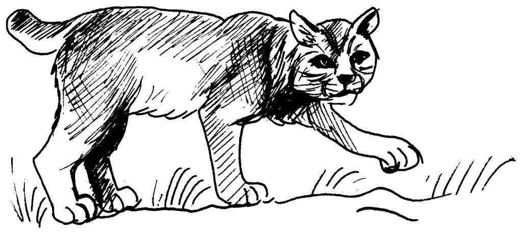 Un cougar en pleine contemplation dans son habitat naturel