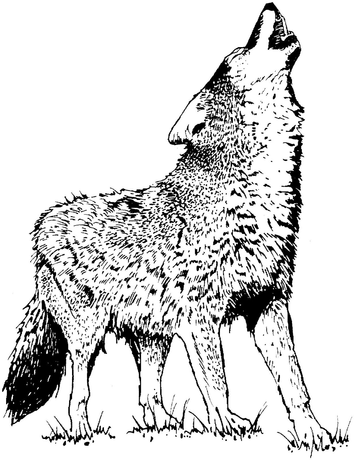 Un coyote espiègle dans un paysage désertique
