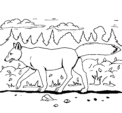 Coyote en pleine course à travers un paysage sauvage