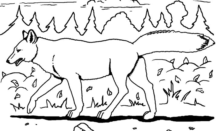 Un coyote espiègle dans son habitat naturel