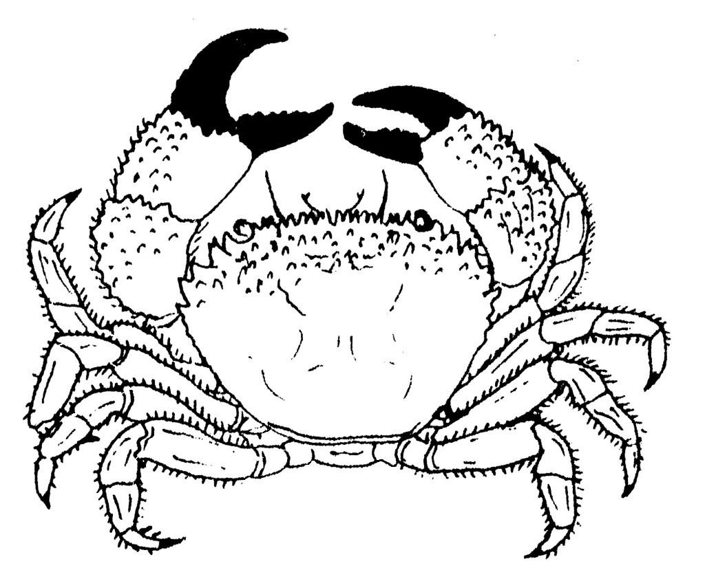 Un crabe joyeux se promenant sur le sable de la plage