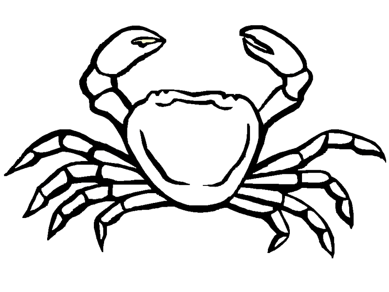 Un crabe joyeux sur le sable de la plage
