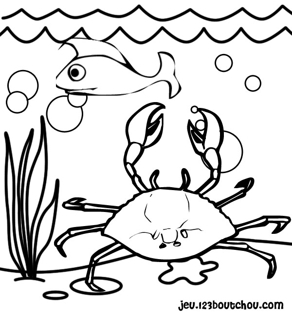 Un crabe en pleine exploration sur le sable