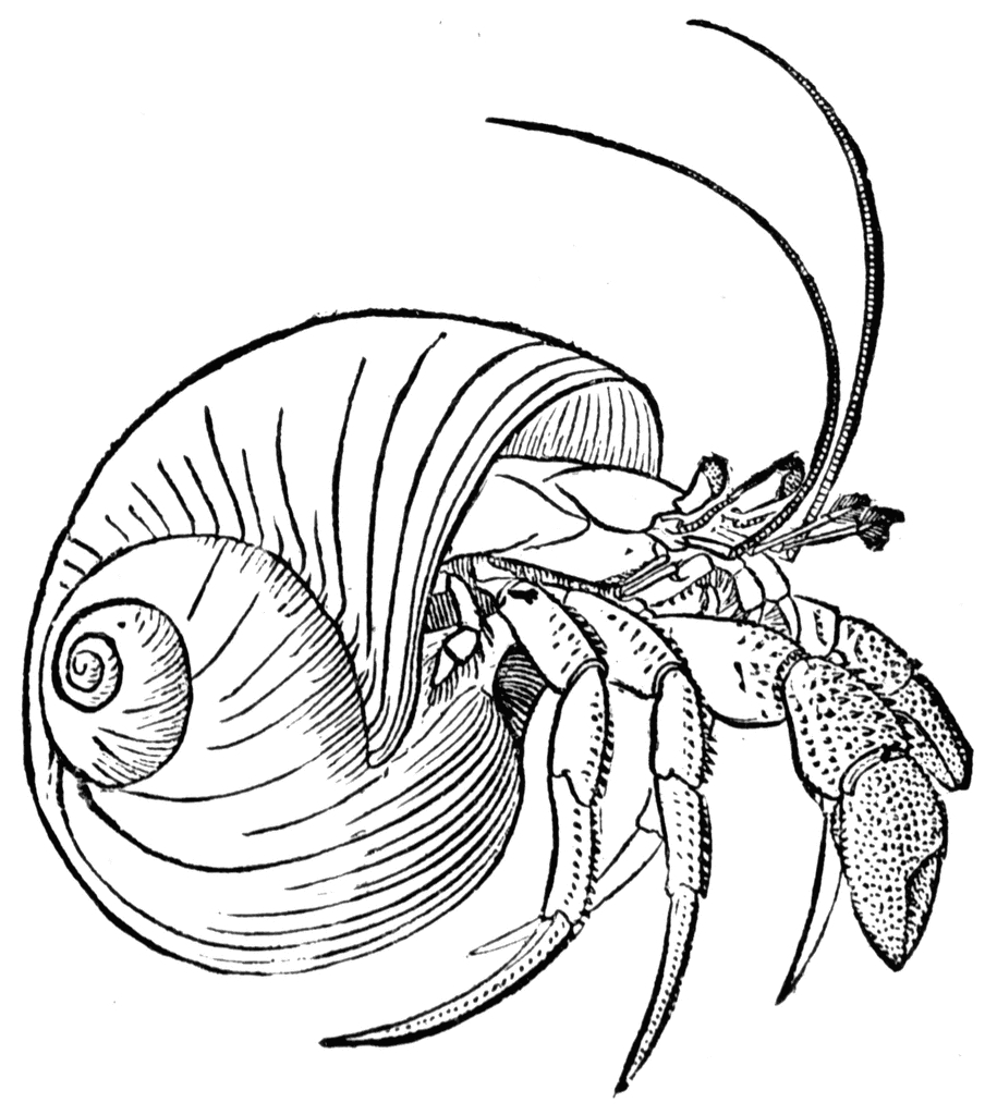 Crabe sur le sable avec un décor marin